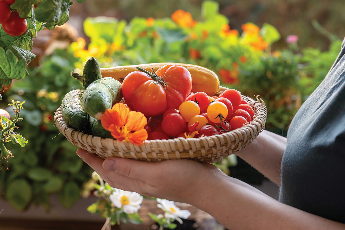 Tomatopalooza 2025